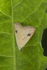Rivula sericealis