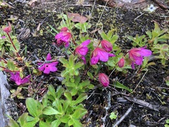 Rhododendron camtschaticum