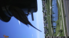 Haemorhous mexicanus