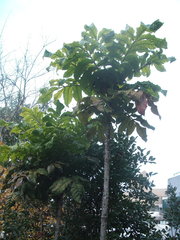 Davidsonia jerseyana