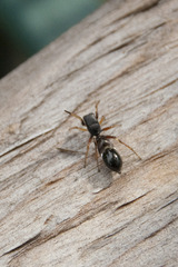 Leptorchestes berolinensis