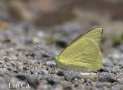 Saletara liberia distanti