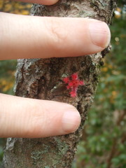 Davidsonia jerseyana