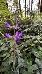 Salvia formosana