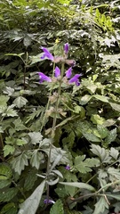 Salvia formosana