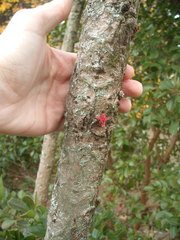 Davidsonia jerseyana