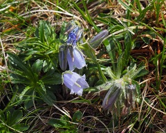 Campanula alpina