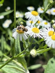 Eristalis arbustorum