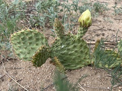 Opuntia cymochila