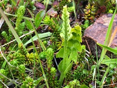 Botrychium neolunaria