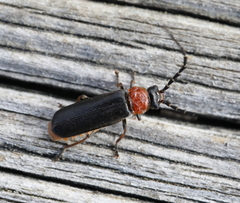 Silis ruficollis
