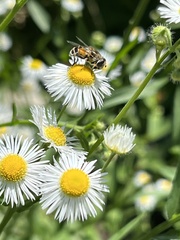 Eristalis arbustorum