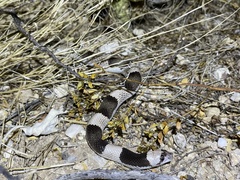 Phyllorhynchus browni