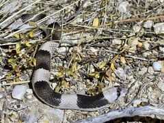 Phyllorhynchus browni