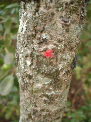 Davidsonia jerseyana