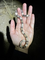 Phyllorhynchus browni