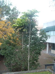 Davidsonia jerseyana