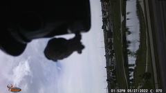 Haemorhous mexicanus