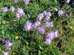 Dianthus sternbergii