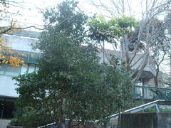 Davidsonia jerseyana