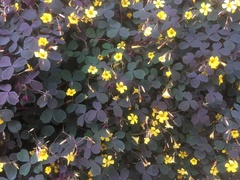 Oxalis triangularis