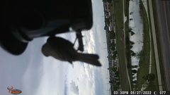 Haemorhous mexicanus