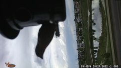 Haemorhous mexicanus