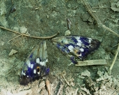 Apatura ilia