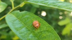Podontia quatuordecimpunctata