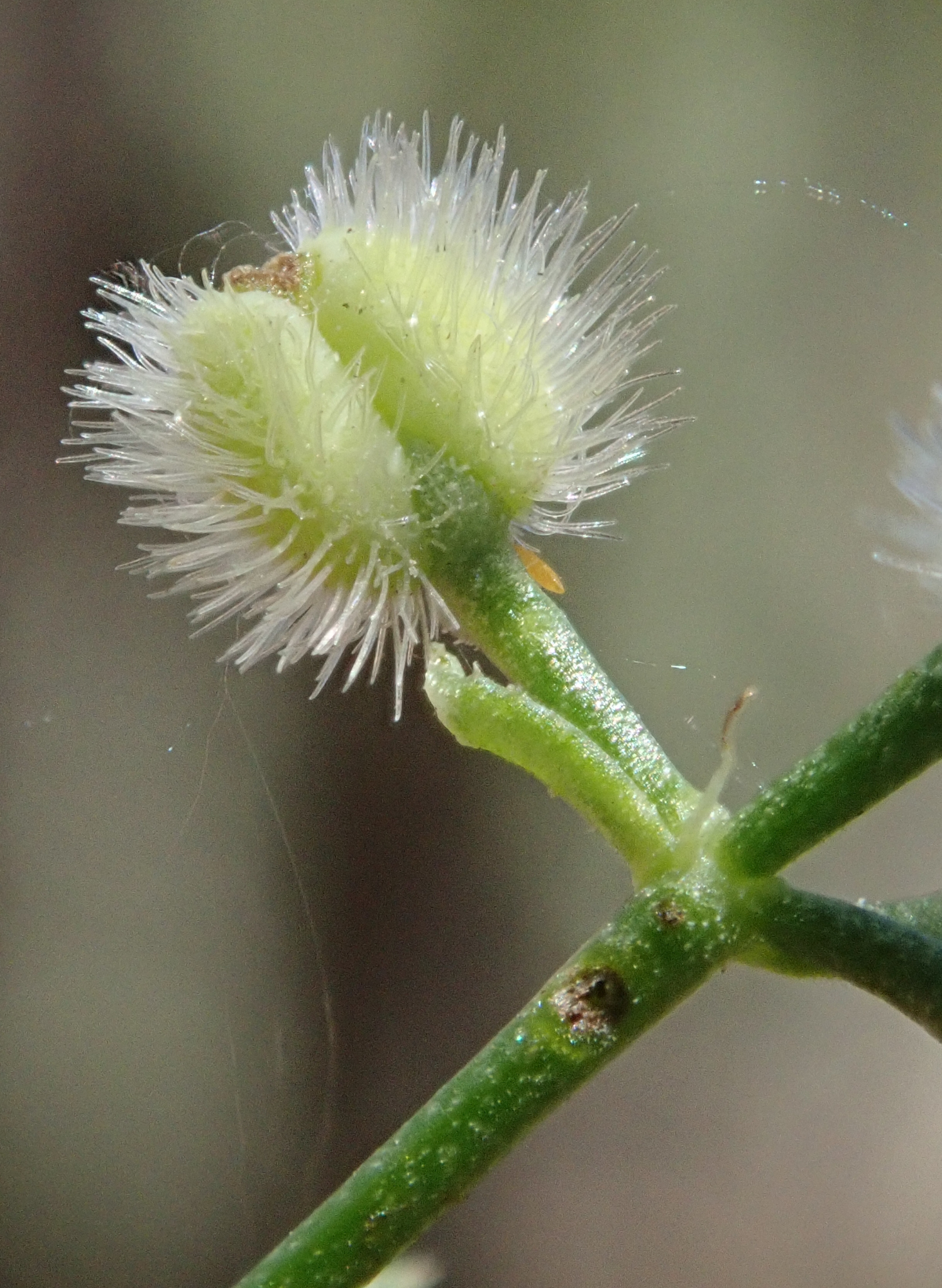 Galium johnstonii