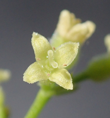 Galium johnstonii