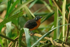 Myrmelastes hyperythrus