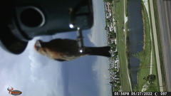 Haemorhous mexicanus