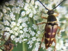 Typocerus sinuatus
