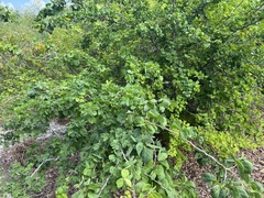 Pithecellobium unguis-cati