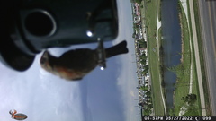 Haemorhous mexicanus