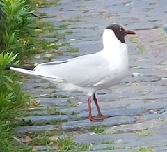 Chroicocephalus ridibundus