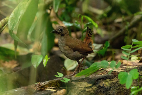 Black-faced Antthrush