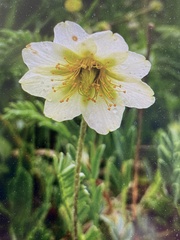 Dryas × sundermannii