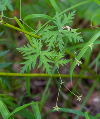 Geranium pseudosibiricum