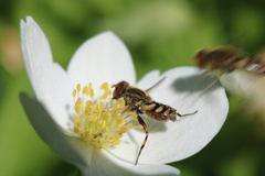 Parhelophilus obsoletus