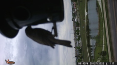 Haemorhous mexicanus