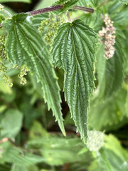 Urtica dioica sondenii