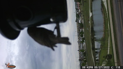 Haemorhous mexicanus