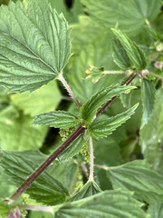 Urtica dioica sondenii