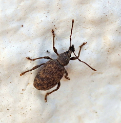 Otiorhynchus parvicollis