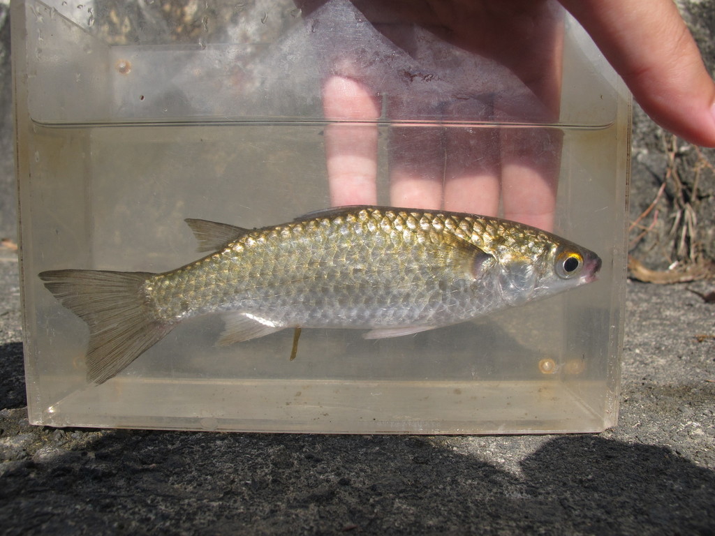 Otomebora mullet (Chelon melinopterus) — Mugilidae