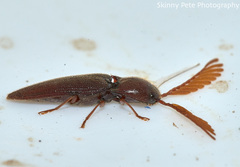 Dicrepidius palmatus