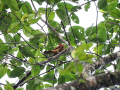 Rhytipterna holerythra