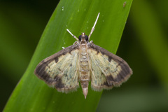 Nistra